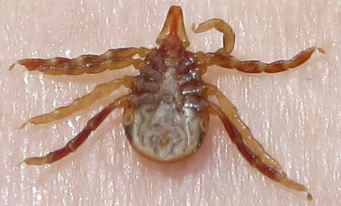 A female adult paralysis tick before a big feast