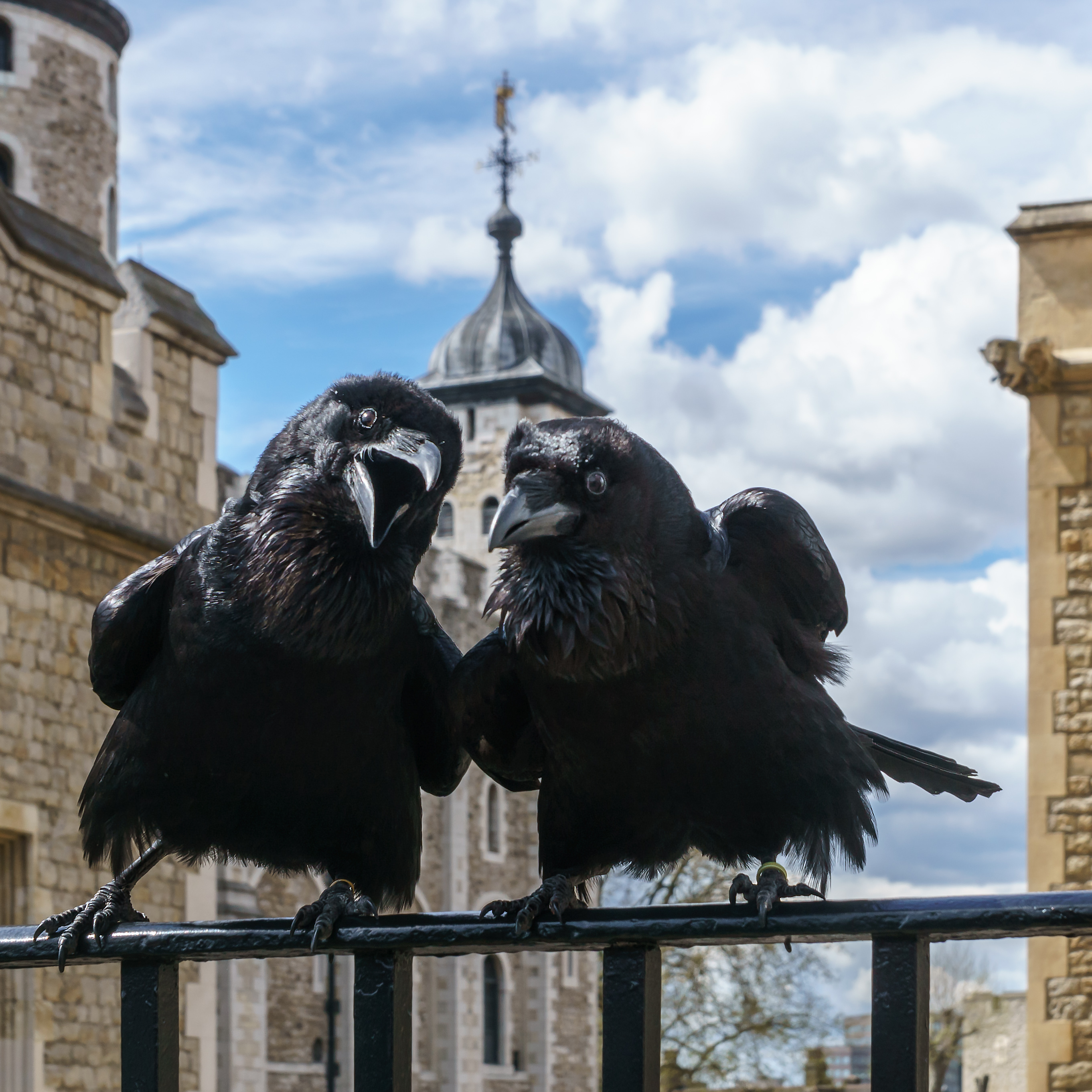 Ravens are smarter than we thought. 