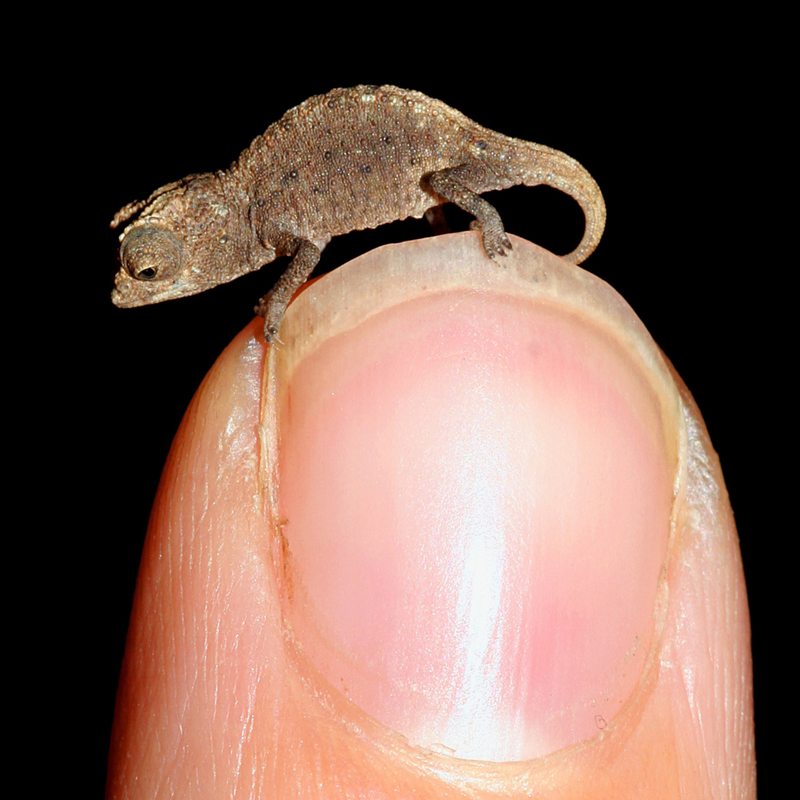 The smallest animal is not a lizard