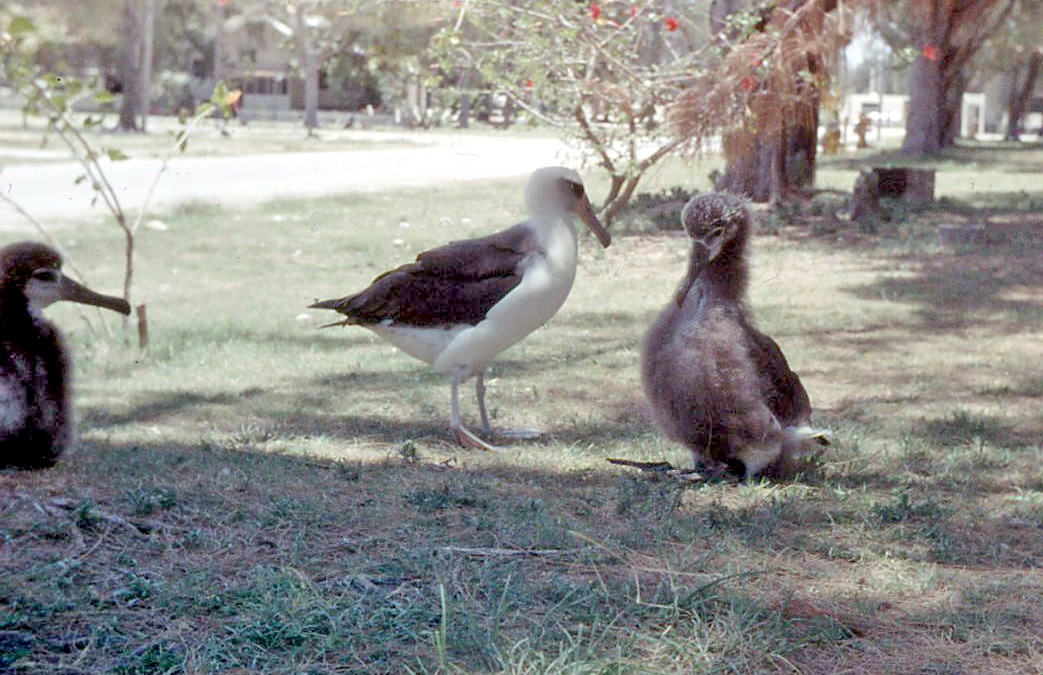 Albatross are among the biggest seabirds