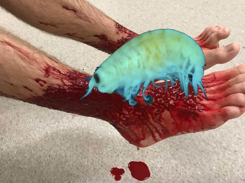A poorly photoshopped, highly exaggerated picture of legs being attacked by a lysianassid amphipod (they're actually less than a centimetre long)