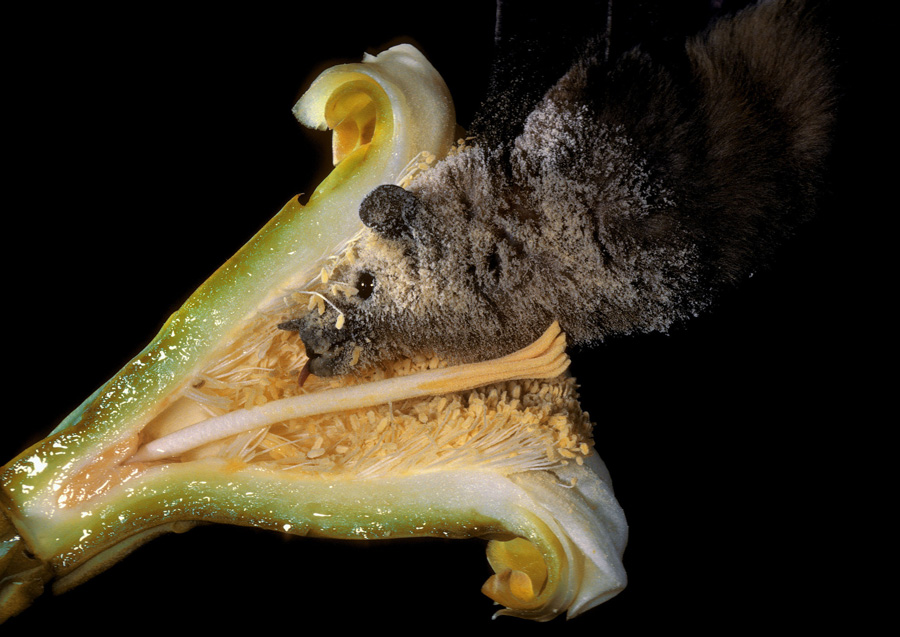A lesser long-nosed bat pollinates a cross section of a saguaro cactus flower (Photo by Merlin D. Tuttle, Bat Conservation International, via USDA & Flickr)