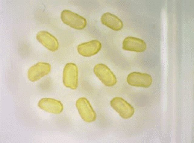 Magnetised liquid droplets spinning in unison (Image by Xubo Liu et al./Berkeley Lab)