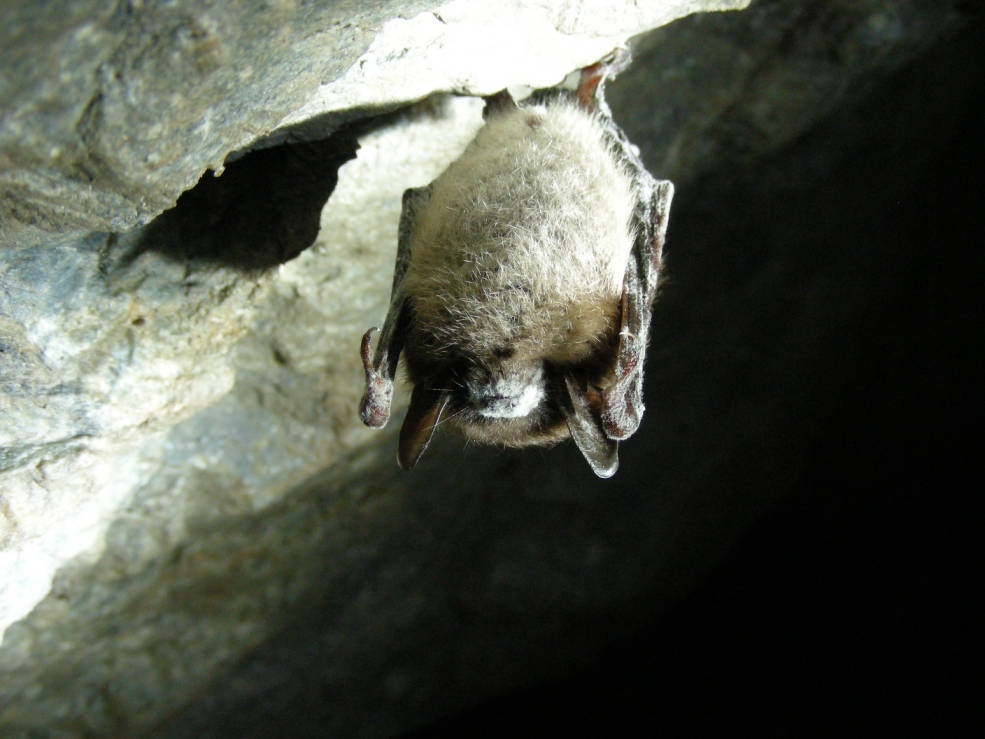 Little brown bat affected by White nose syndrome hanging at Greeley Mine in Stockbridge, Vermont (photo by Marvin Moriarty, U.S. Fish and Wildlife Service)