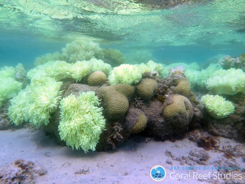 Coral bleaching at Lizard Island in the northern Great Barrier Reef (Credit: Dorothea Bender-Champ for ARC Centre of Excellence for Coral Reef Studies)