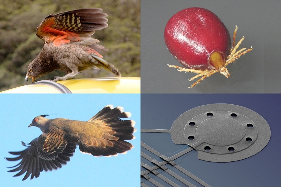 Clockwise from top left: NZ bird of the year, the Kea (Nestor notabilis) attacking a car (photo by Andrea Schaffer); a female paralysis tick (Ixodes holocyclus) engorged with blood (photo by Alan R Walker); the microscopic aluminium drum cooled with lasers (image by Teufel/NIST); a Crested Pigeon (Ocyphaps lophotes) showing the special thin feather that makes a whistling noise when it flies (photo by Murray et al./ANU).