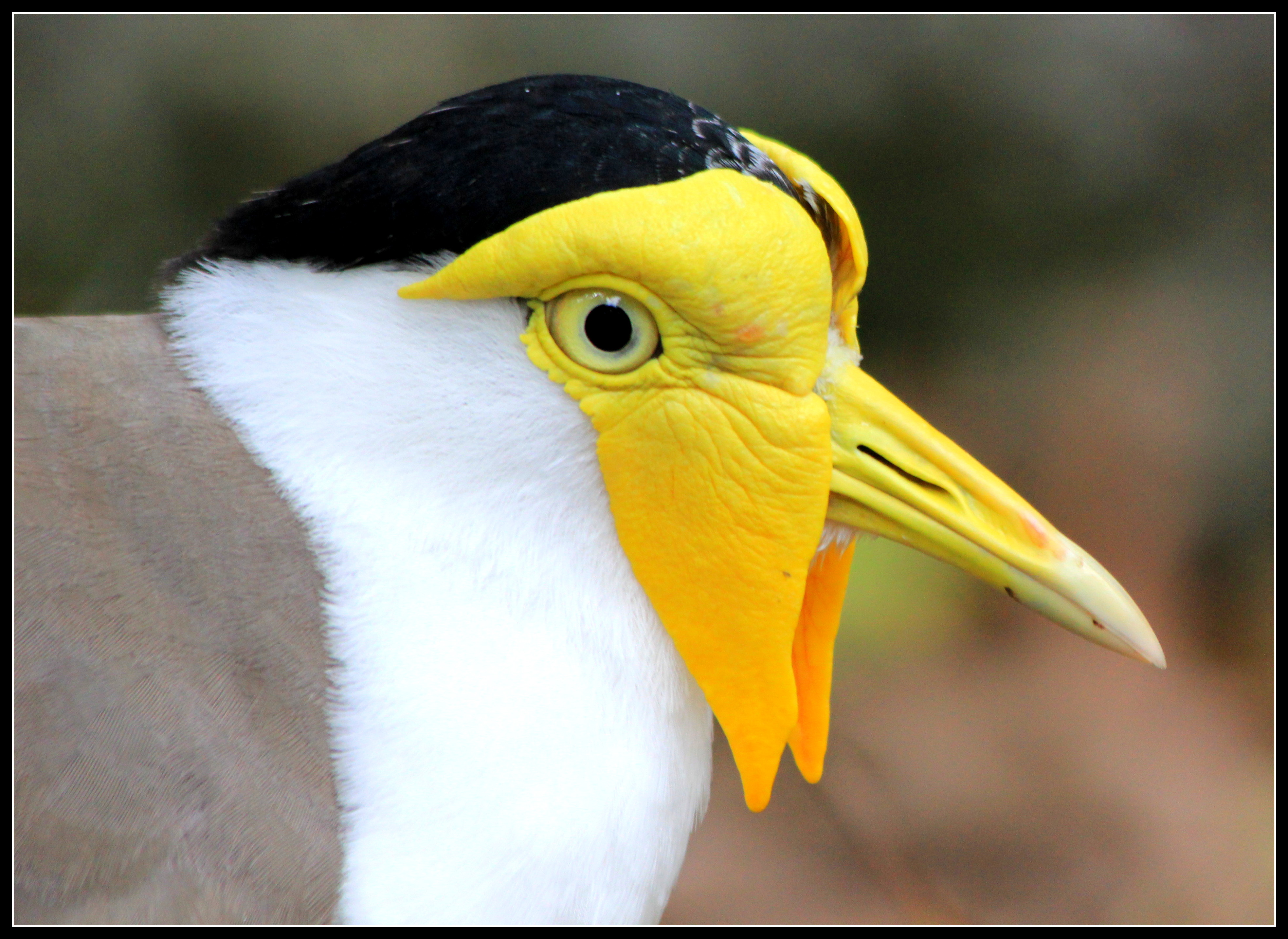 Masked Lapwing
