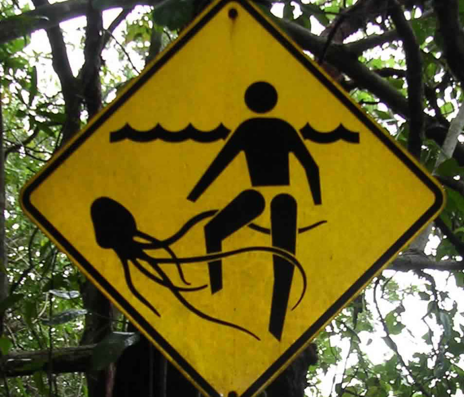 Warning signs like this for Box Jellyfish (Chironex fleckeri) are appropriate given the pain they cause, but there might soon be a cure for that (Photo by TydeNet, via Wikimedia Commons)