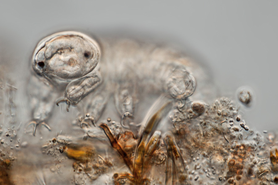 A tardigrade, aka waterbear, aka moss piglet (Photo by Frank Fox, www.mikro-foto.de, via Wikimedia Commons)