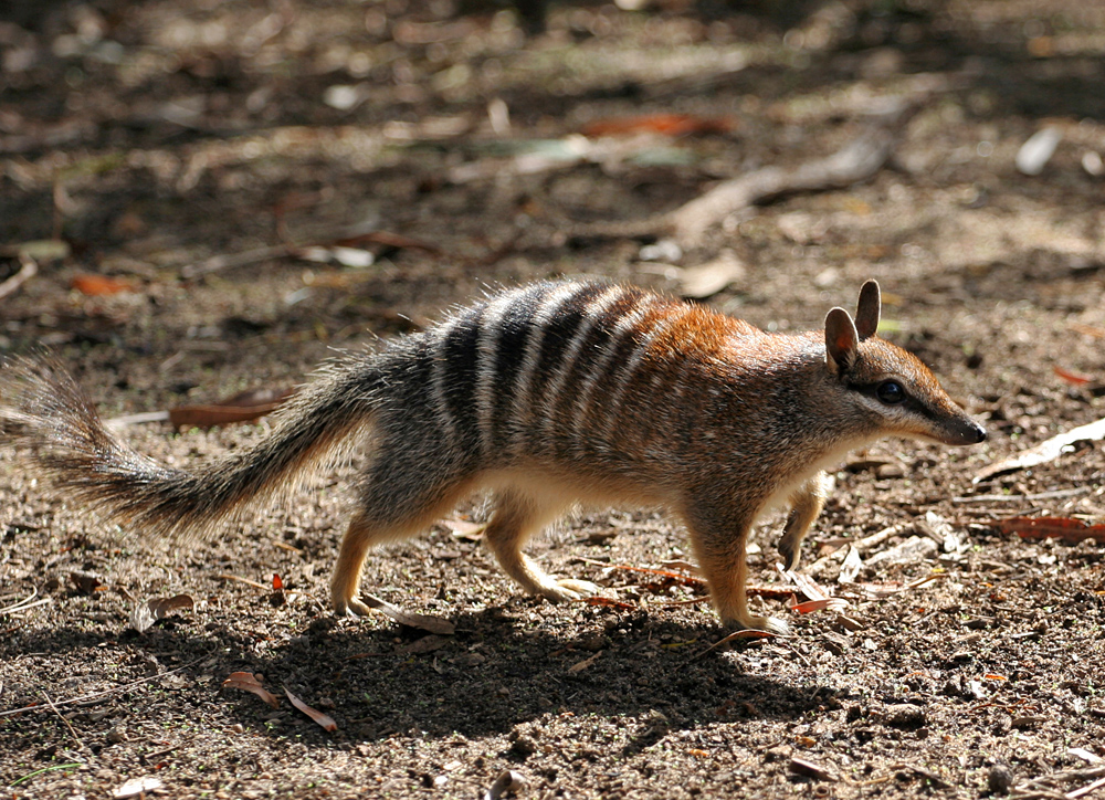 The numbat is one of thousands of Australian animals found nowhere else in the world