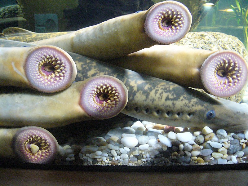 Good news is that our vertebrate ancestors may not have been horrifying vampire fish like these lampreys (Photo by Fernando Losada Rodríguez, CC BY-SA 4.0, via Wikimedia Commons)
