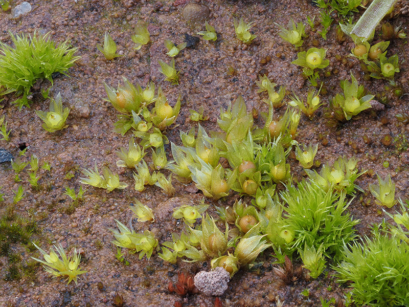 Scattered plants of spreading earthmoss (Physcomitrium patens) on mud at Usk Reservoir (Photo by Claire Halpin, British Bryological Society)