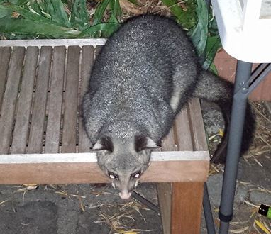 Urban Brushtail Possum