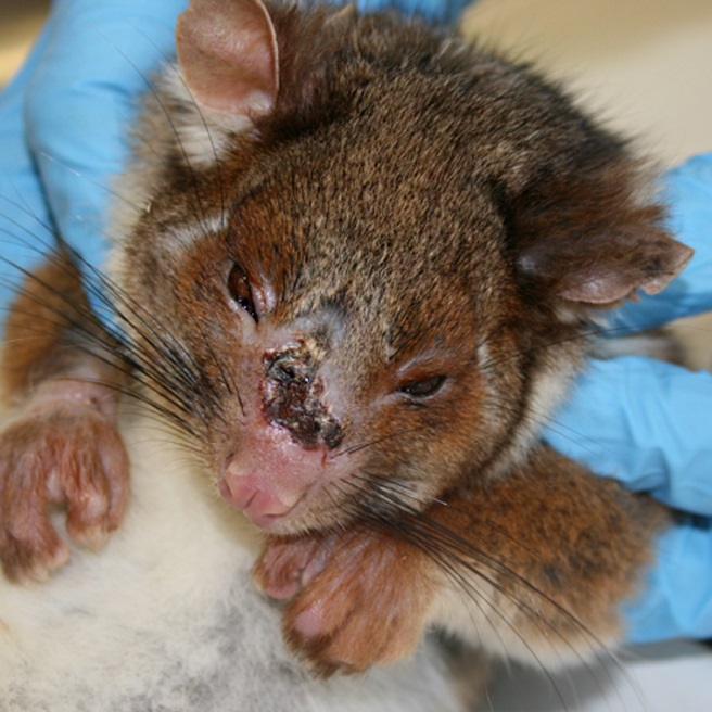 Ringtail possum infected with Buruli ulcer (Photo credit Janet Fyfe and Christina McCowan)