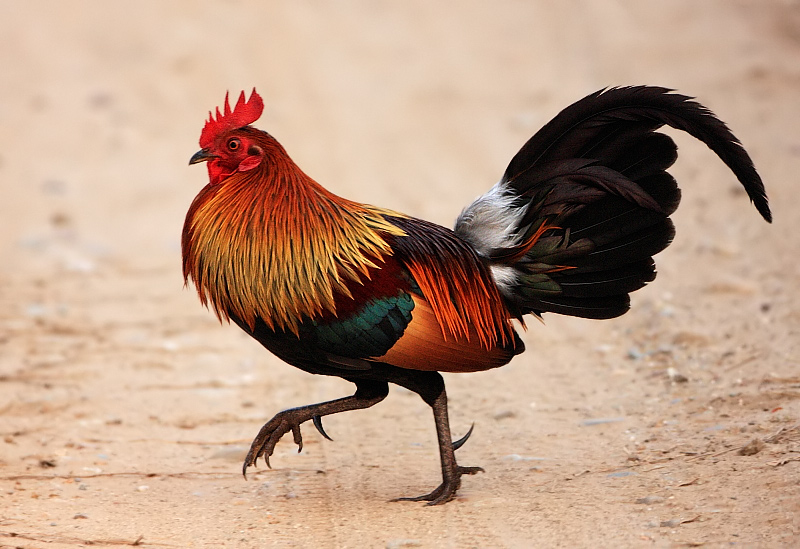 Red junglefowl, Gallus gallus, the bird from which domesticated chickens are descended (Photo by Subramanya C K, via Wikimedia Commons)