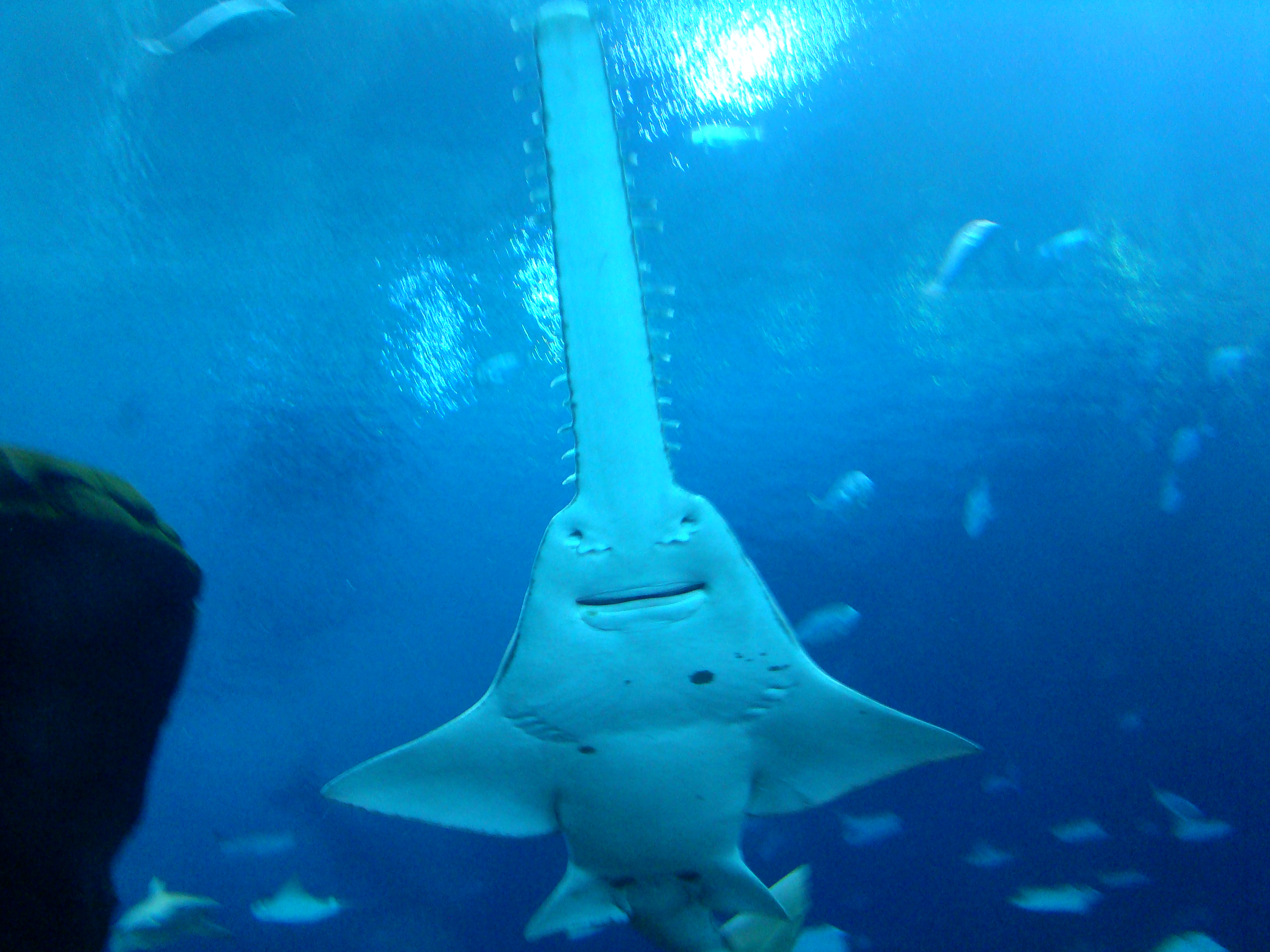 Happy single sawfish