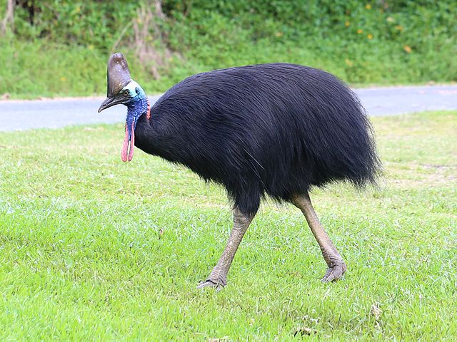 The Southern Cassowary, sill looking maybe, but definitely dangerous