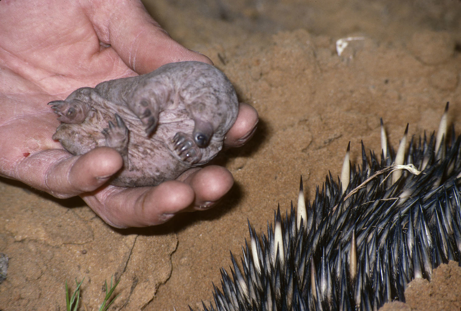 A puggle is a baby echidna or platypus. 