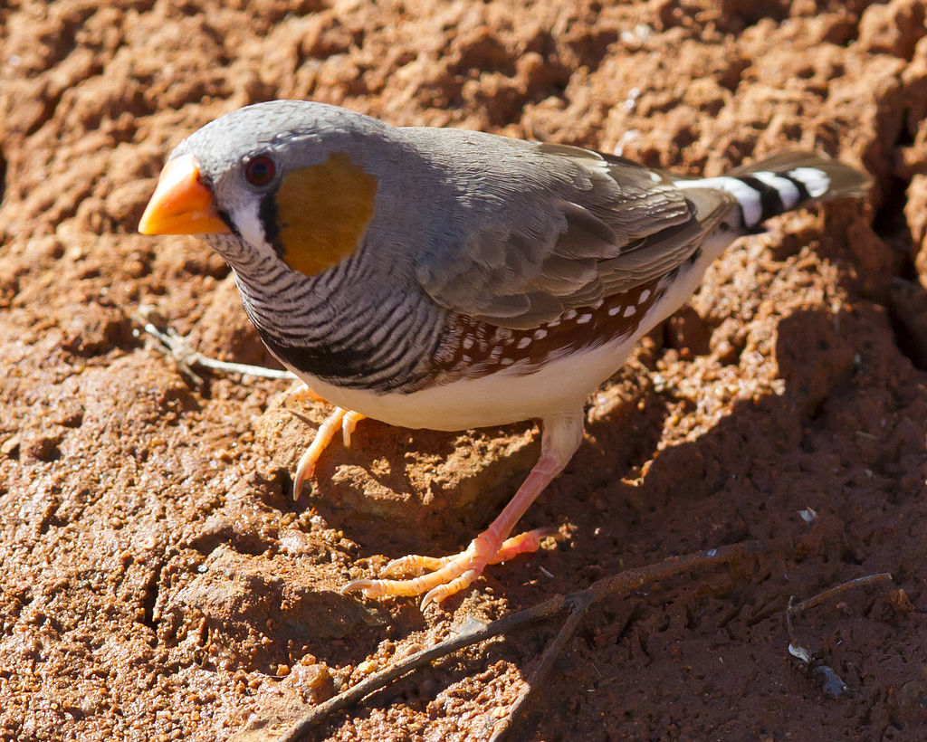A male Zebra Finch in Karratha, WA (Photo by Jim Bendon, uploaded to Wikimedia Commons by snowmanradio)