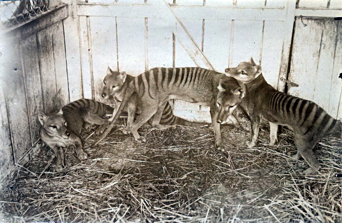 There are no happy pictures of Thylacines... Here are some at the Beaumaris Zoo in Hobart, ca 1910 (via Wikimedia Commons)