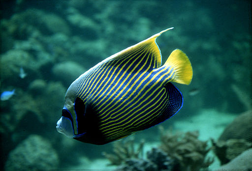 Tropical reef fish