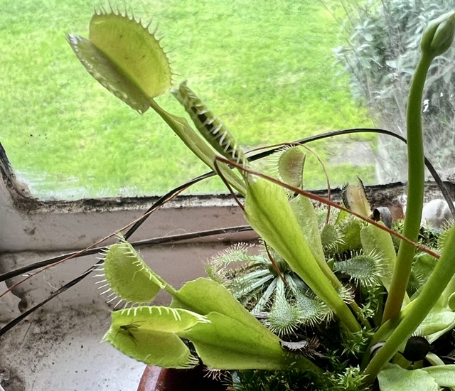 Venus flytrap (Dionaea muscipula) with leaves in various stages of opening (Photo by Chris Lassig)