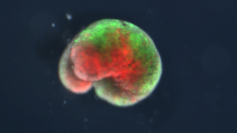 A stable and energy-efficient design for a xenobot - red is active heart muscle and green is passive skin tissue (Image by Kriegman, S., Blackiston, D., Levin, M., Bongard, J., CC BY 4.0, via Wikimedia Commons)