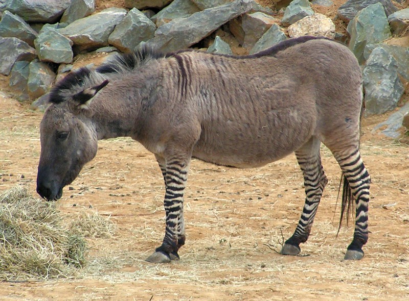 A donkey zebra hybrid