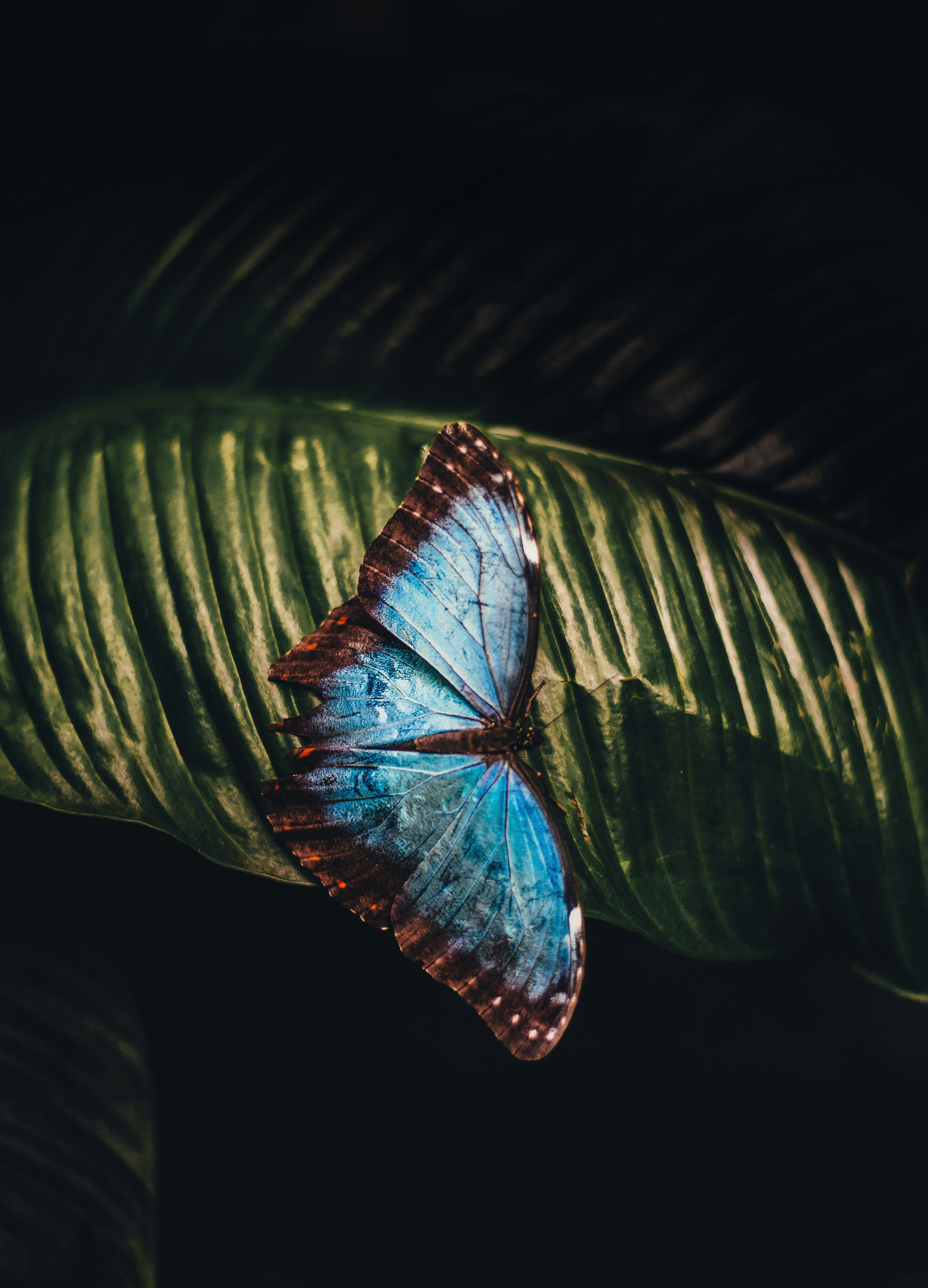 Morpho butterfly
