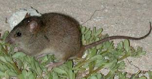 The Bramble Cay Melomys, now extinct. 