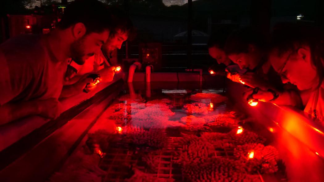 Researchers observing coral in the National Sea Simulator (Photo by Marie Roman, AIMS)