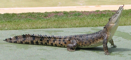 A salty takes a break