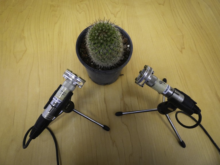 Recording sounds from a cactus (Image by Lilach Hadany)
