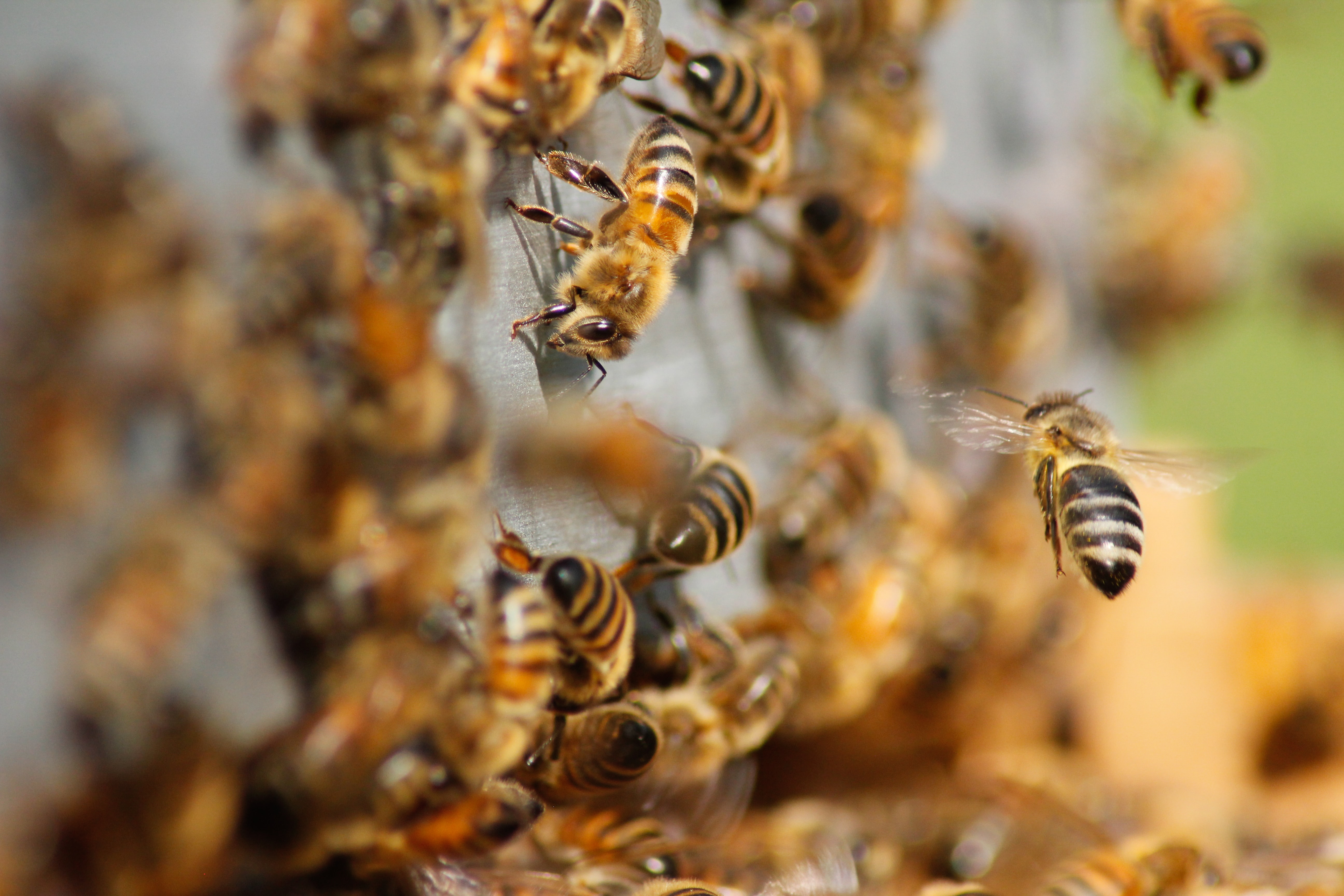Honey bees swarm over honeycomb