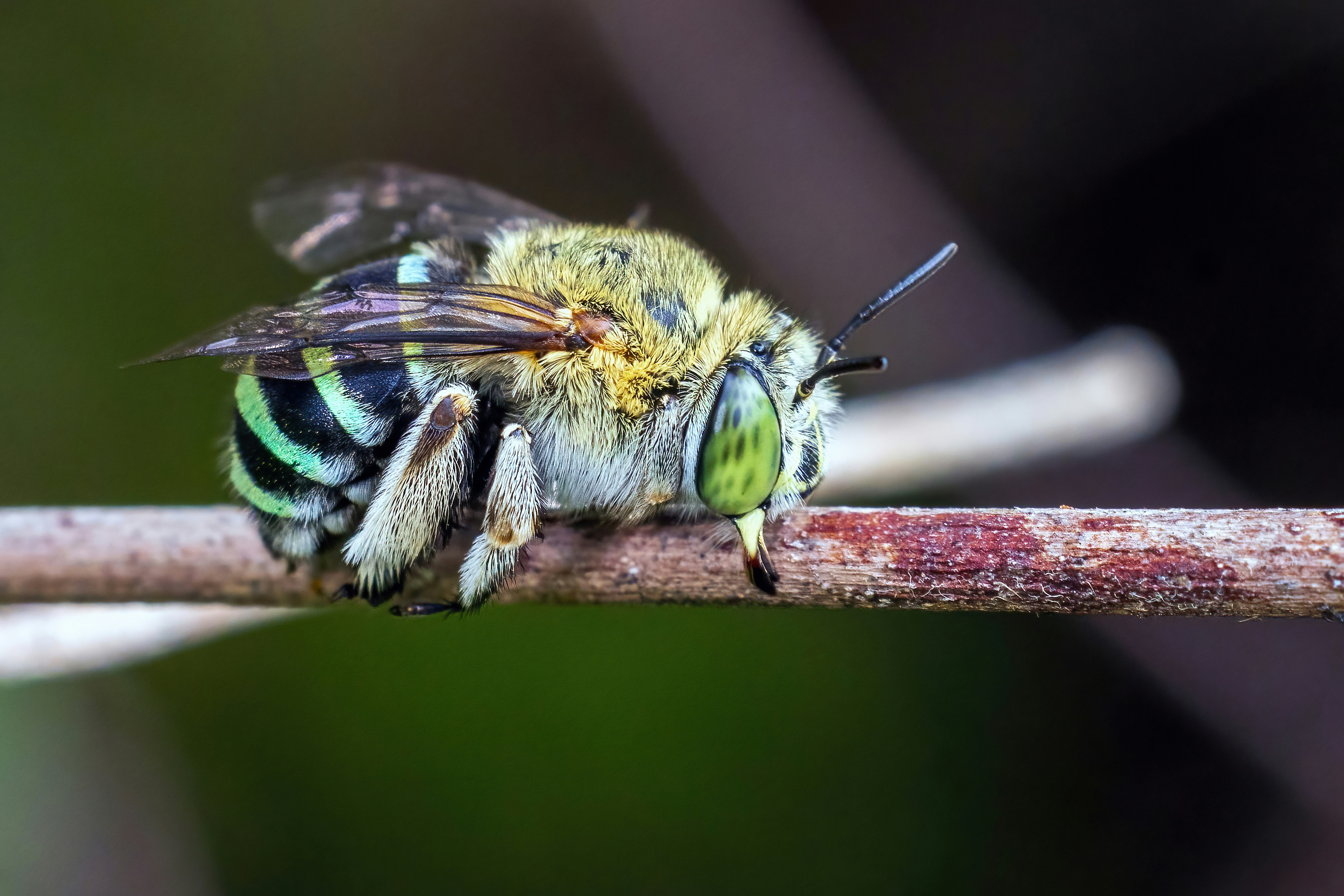 Blue banded bee rests on a twig