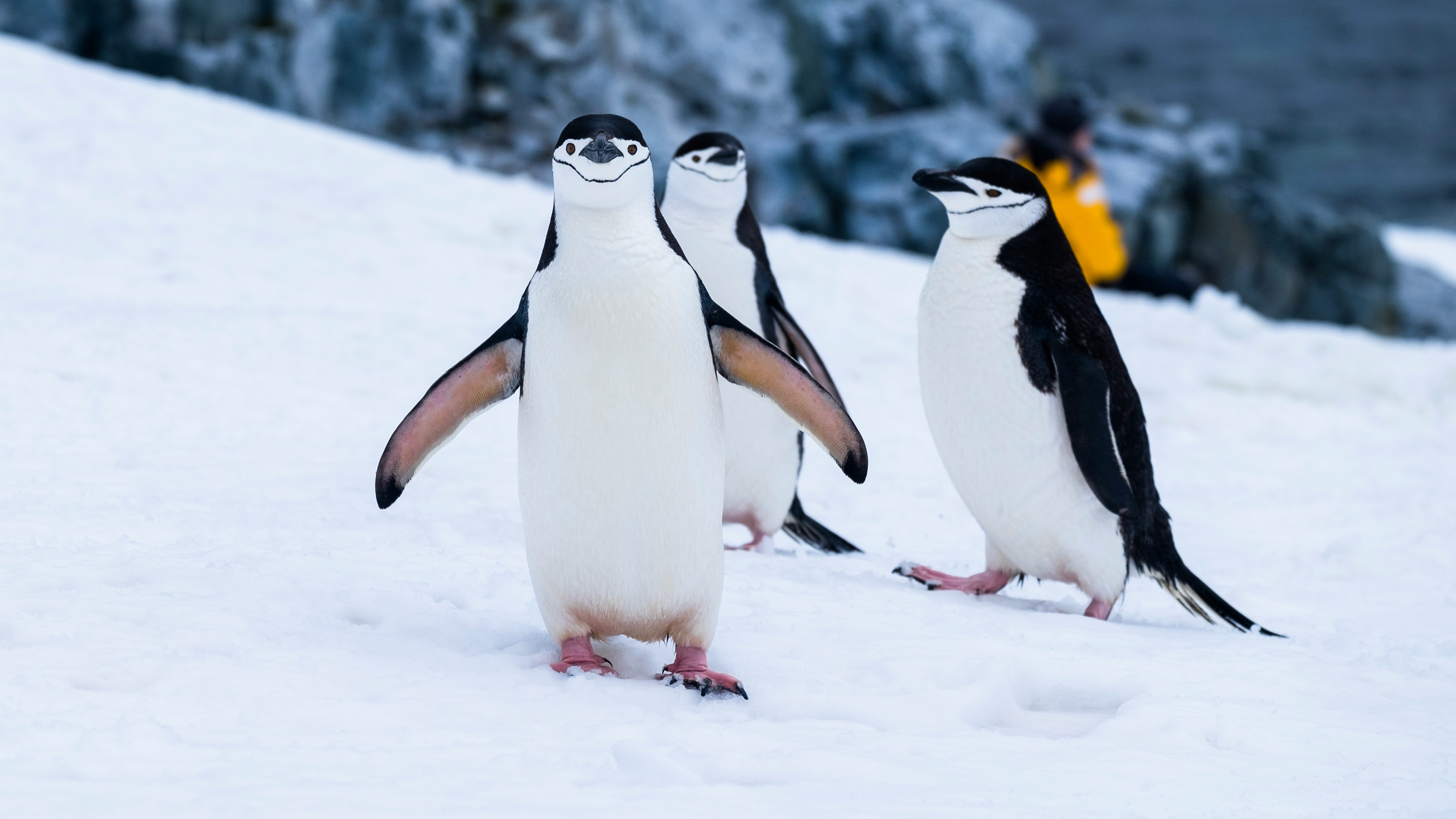 Penguins in Antarctica
