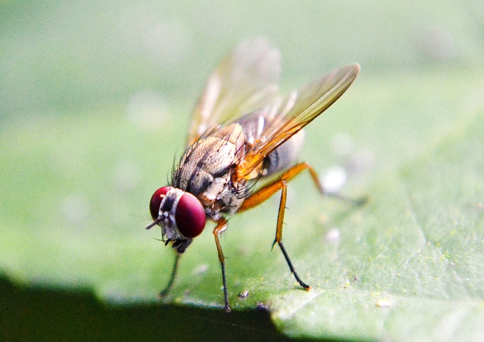What turns on fruit flies?