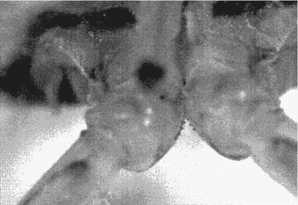 Animation of how the plant hopper Issus uses gears in its hind legs to jump (Malcolm Burrows and Gregory Sutton)