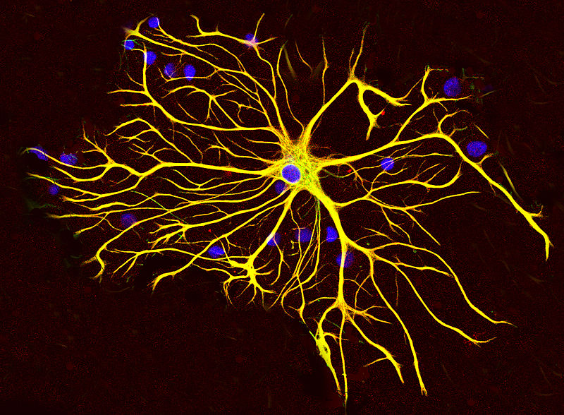 An astrocyte glial cell