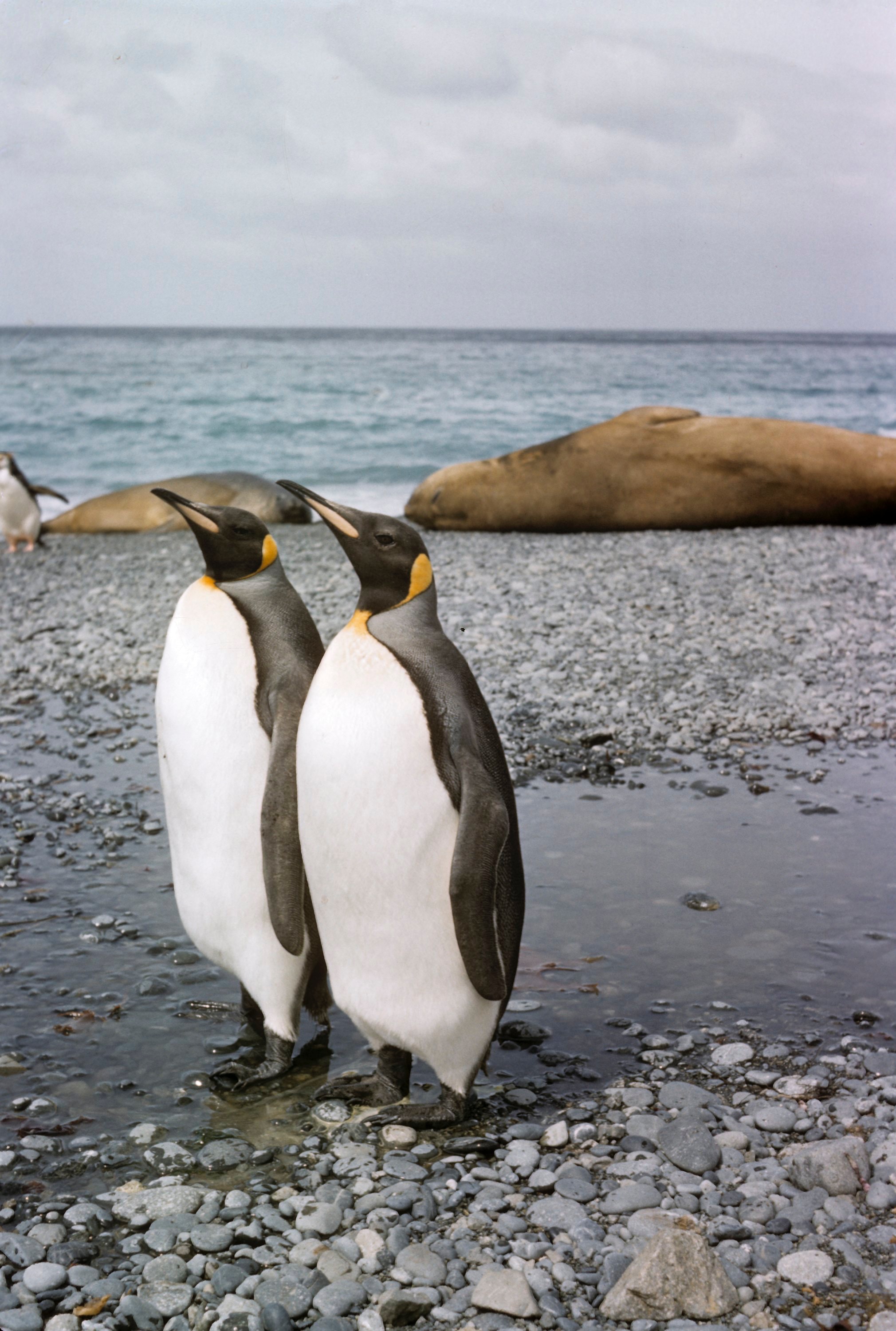 Penguins on Macquarie Island