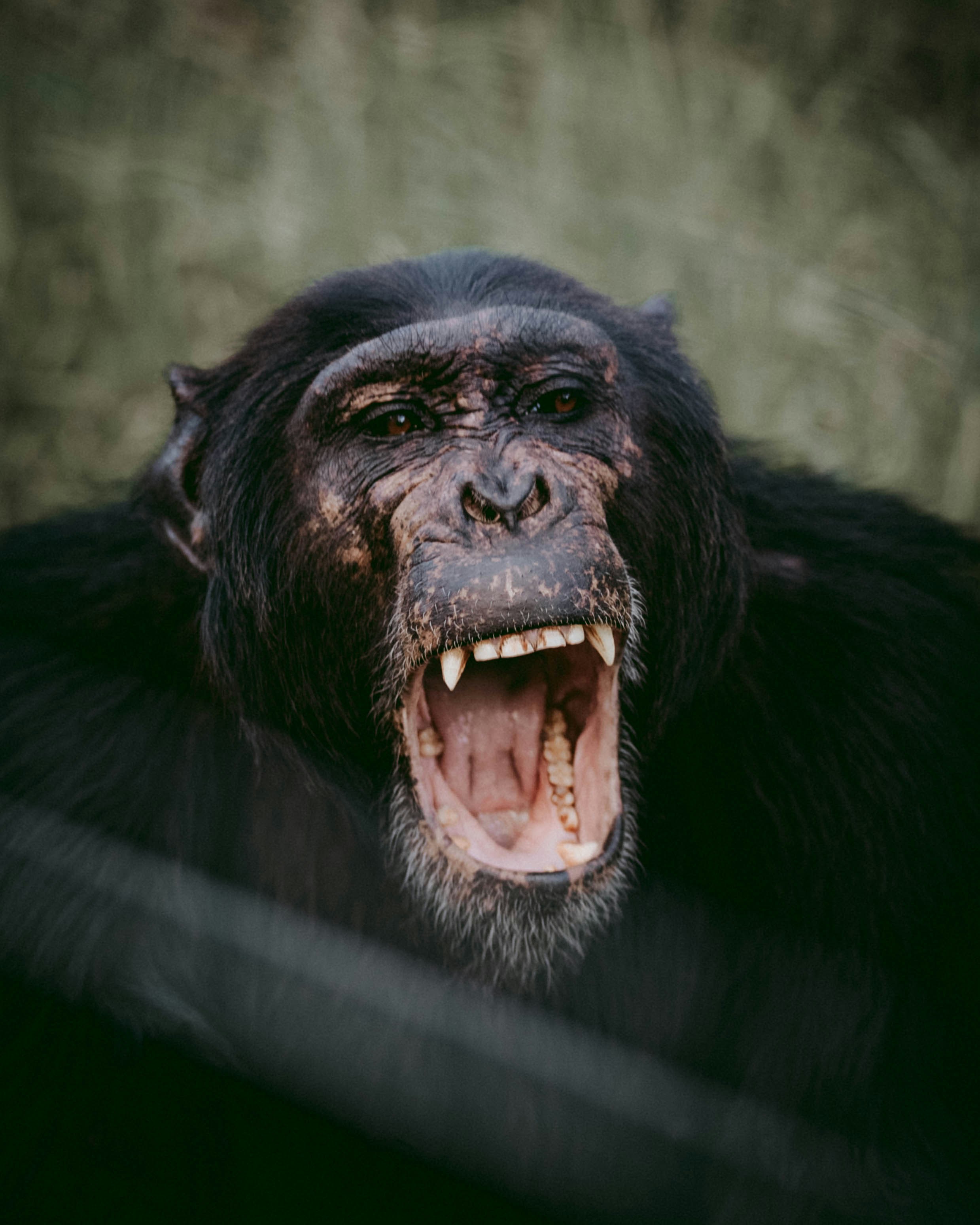 Chimpanzee bares teeth