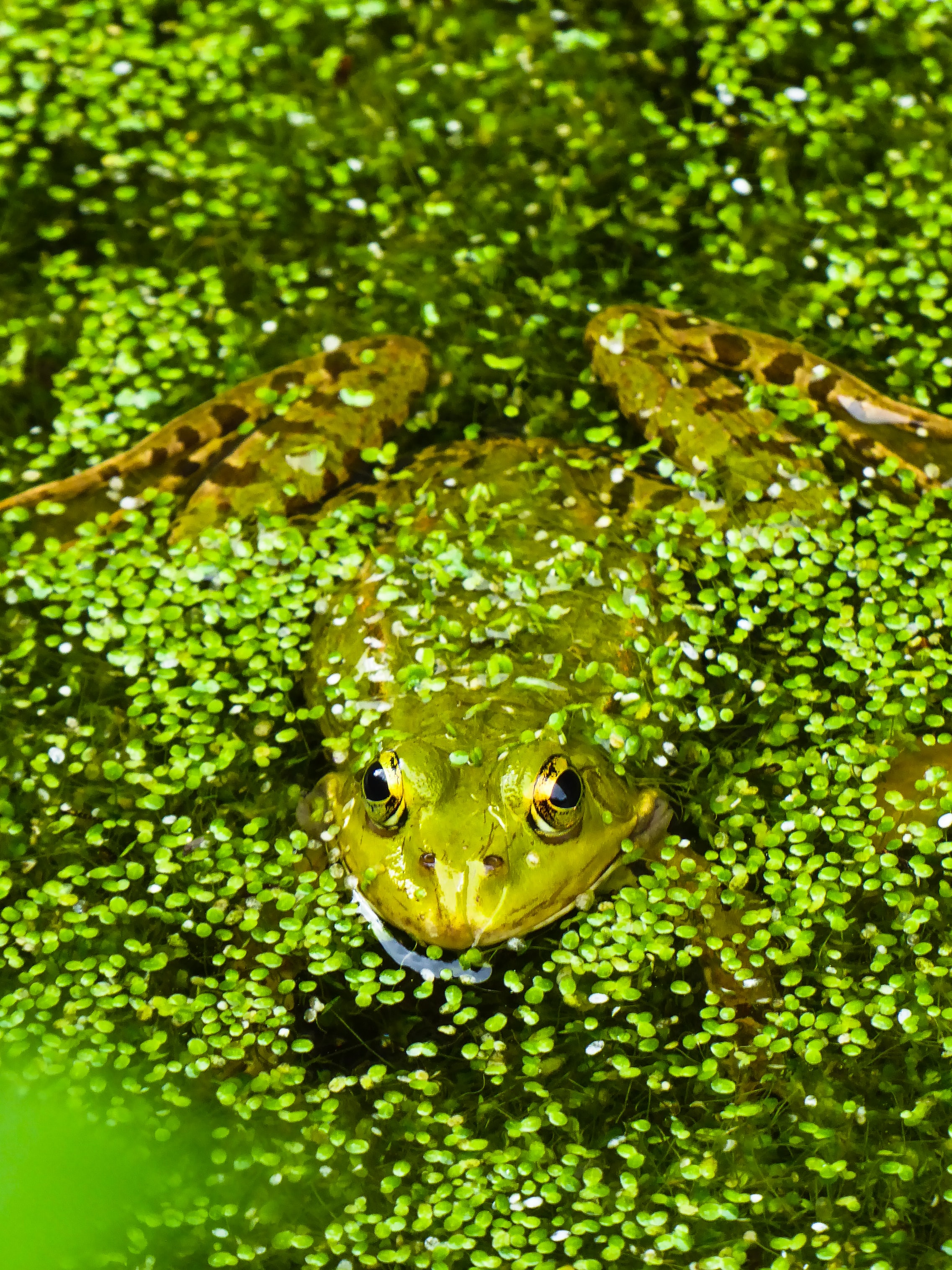 Frog in a pond