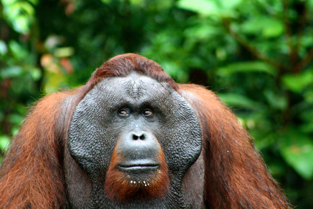  Orangutan flange  mini mammals and brain facts 3CR 