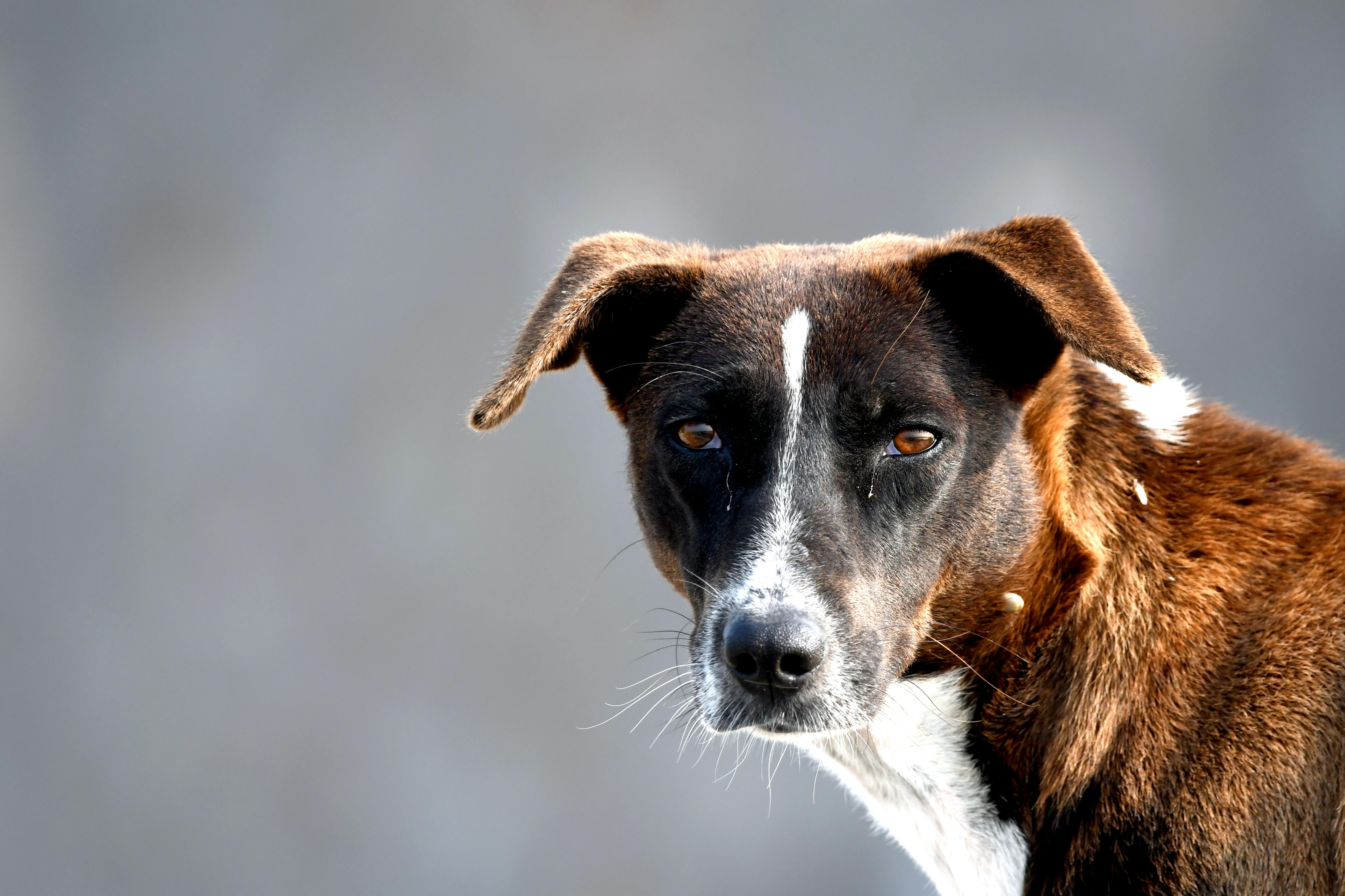 Close-up of a stray dog with brown and white fur looking directly at the camera