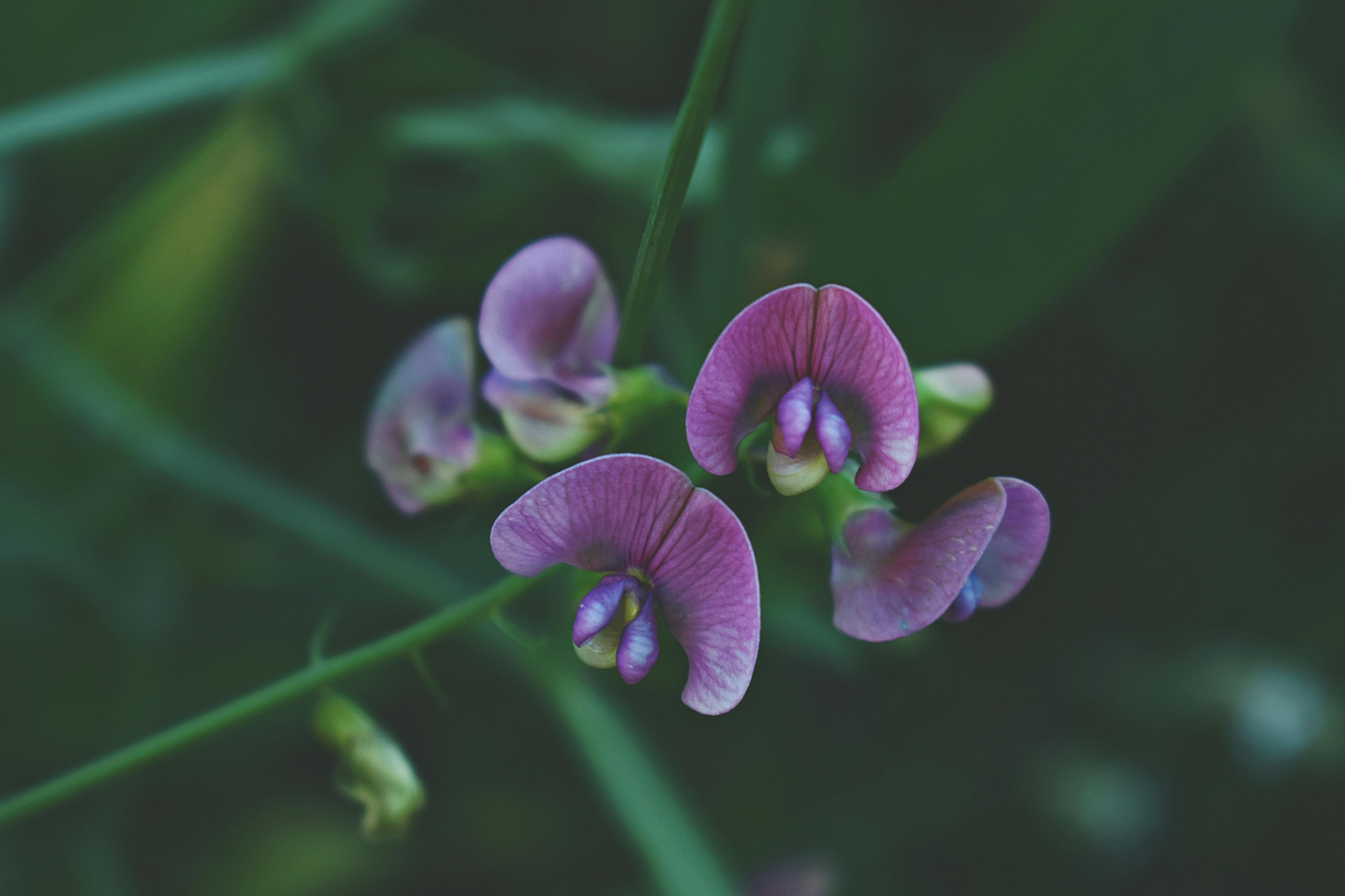 A purple pea flower