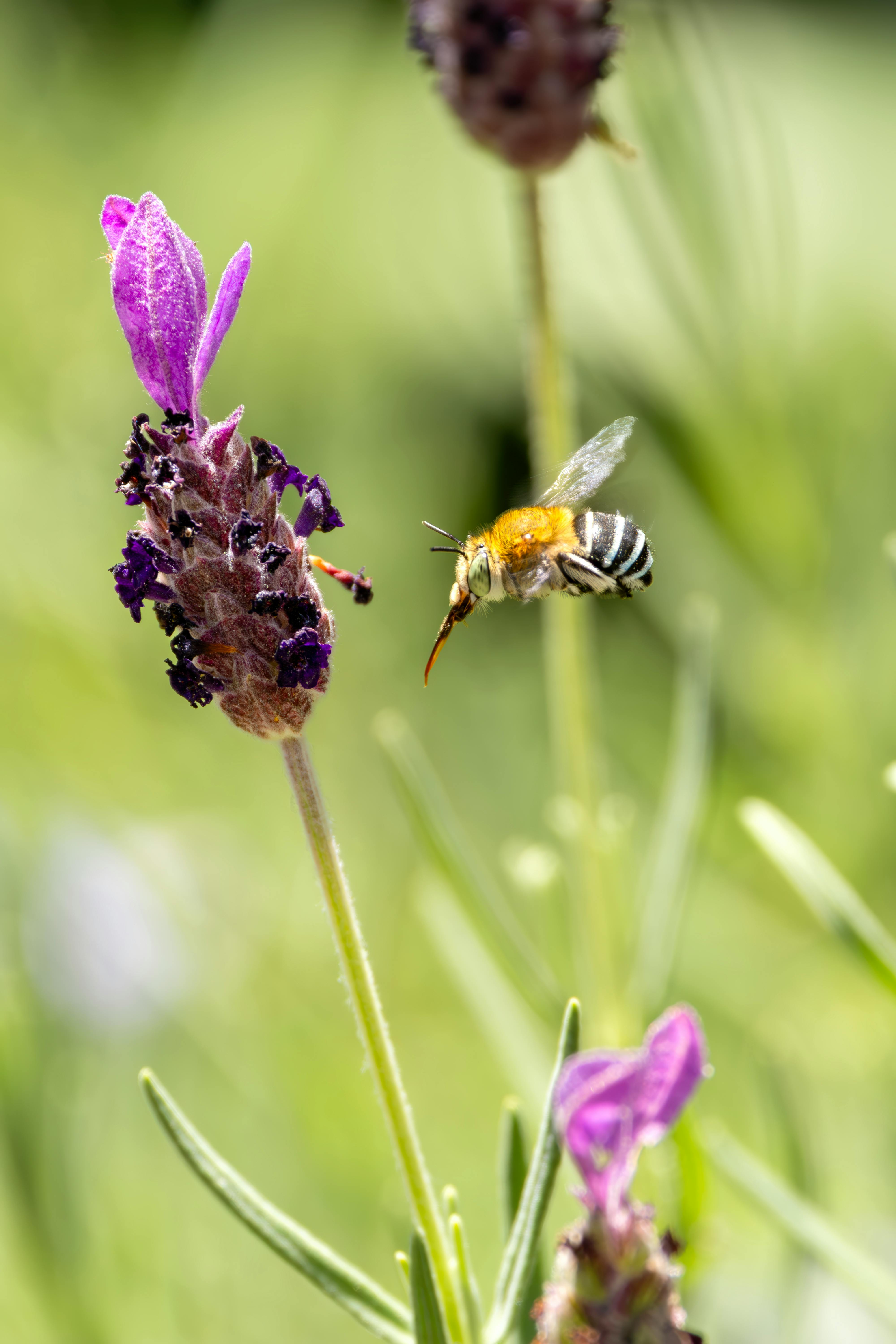 Blue Banded Bee Hovering Near Lavender Blossom