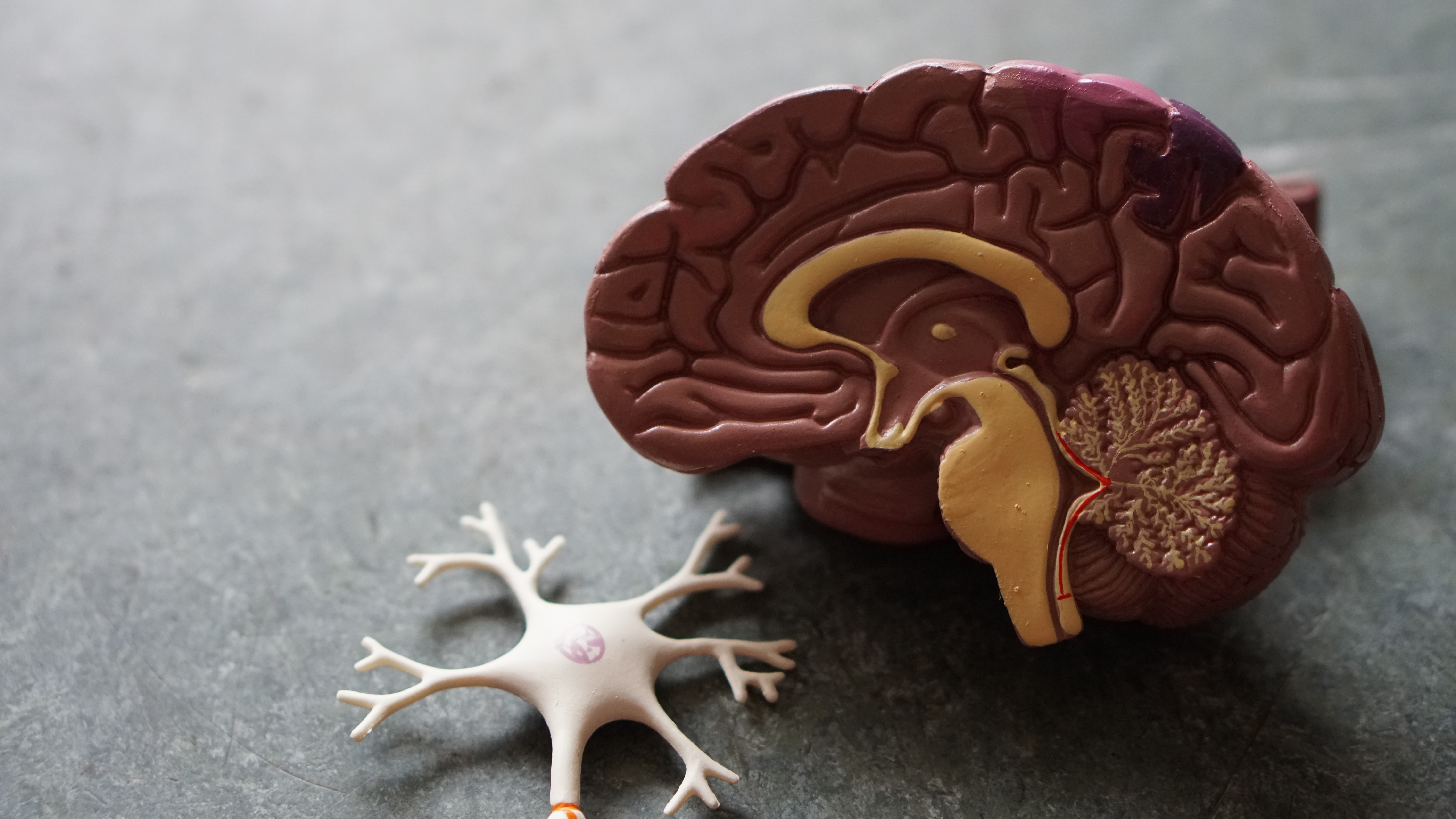 Toy replica of human brain and single neuron