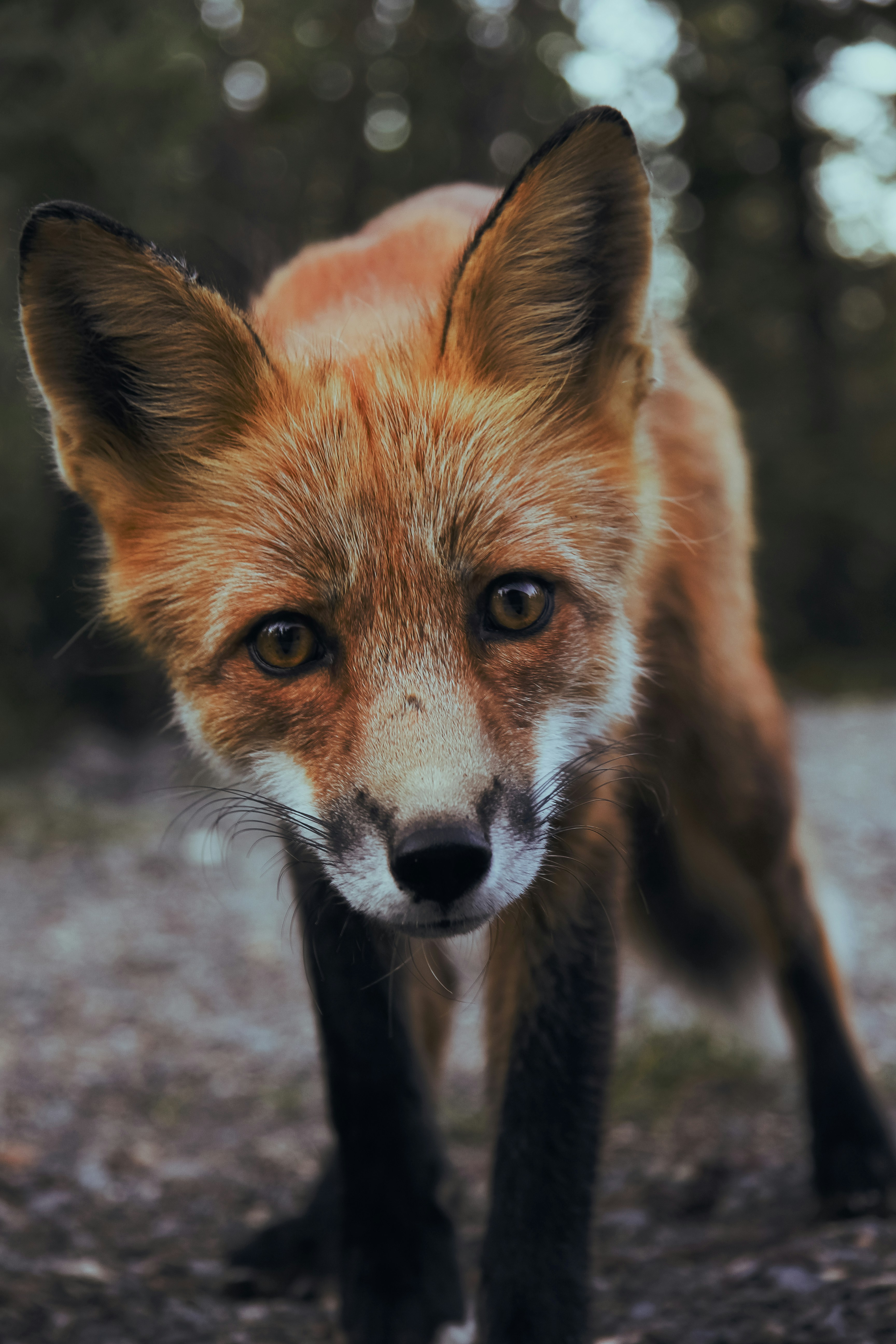A red fox