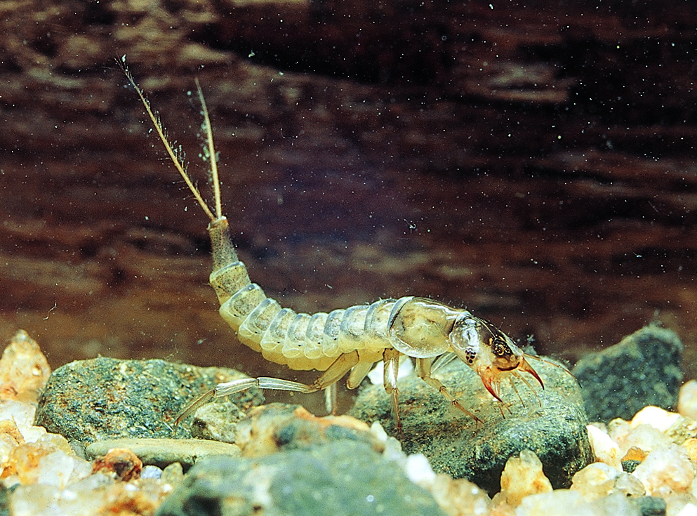 Diving beetle larva, known as a water tiger