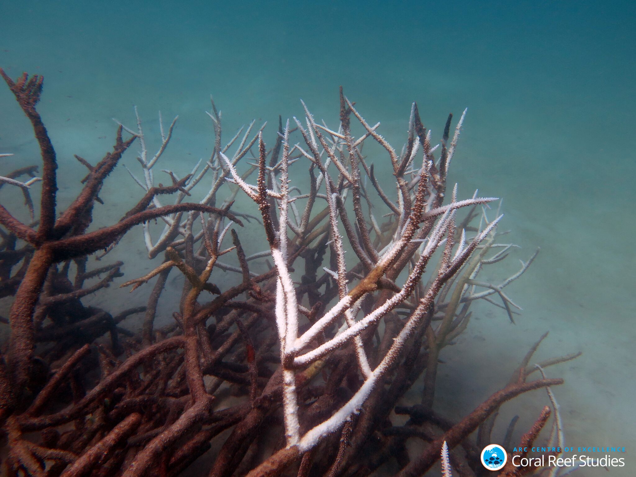 Dead and dying staghorn coral, central Great Barrier Reef in May 2016. Credit: Johanna Leonhardt